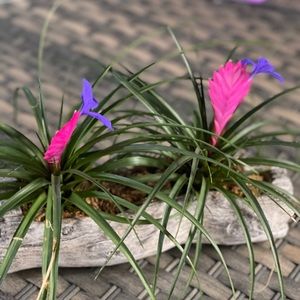 Meet your Posher, Yesi